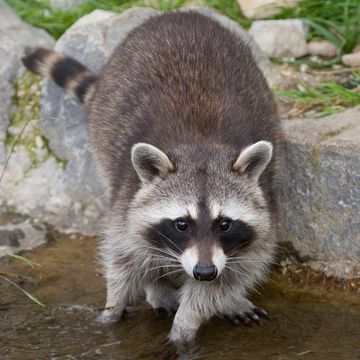 Raccoon