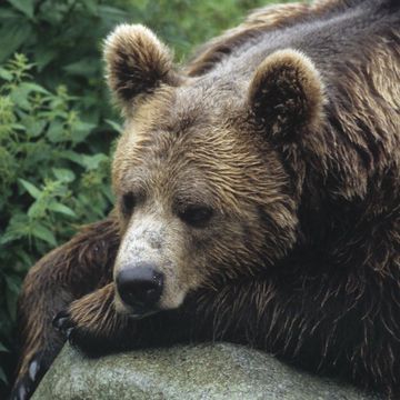 Brown Bear