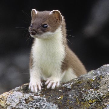 Ermine