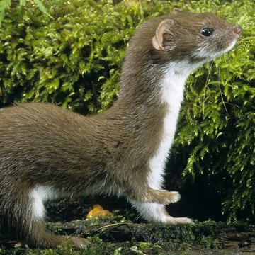 Mustela nivalis