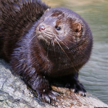 American Mink