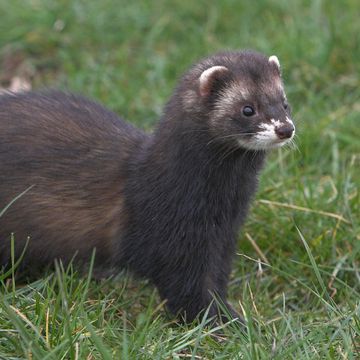 European polecat