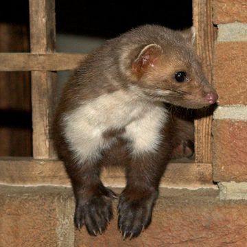 Beech Marten