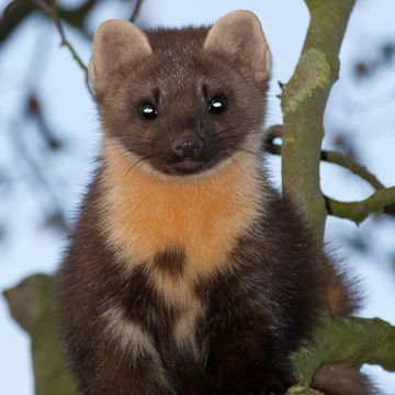 European Pine Marten