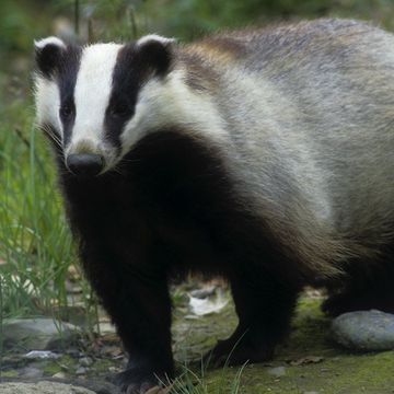 European Badger