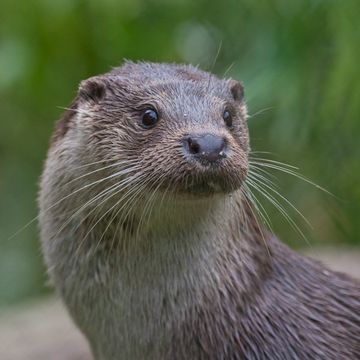 European Otter