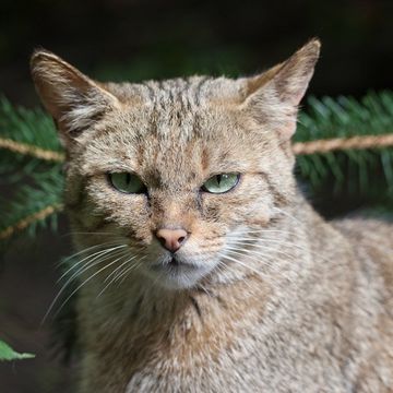 Wildkatze (Europäische)