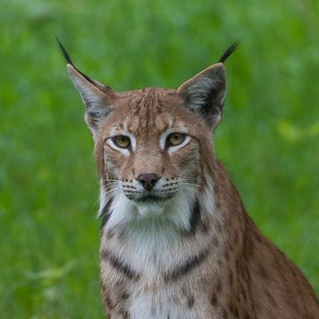 Luchs (Eurasischer)