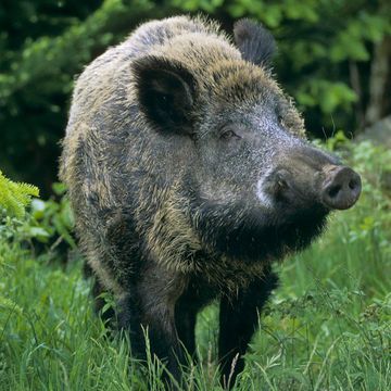 Wildschwein