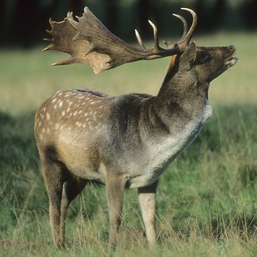 Fallow Deer