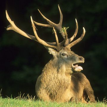 Cervus elaphus