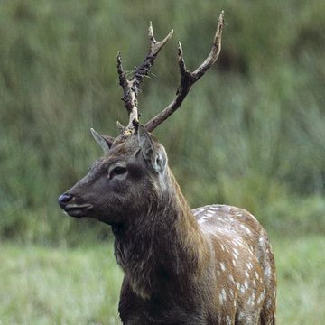 Sika Deer