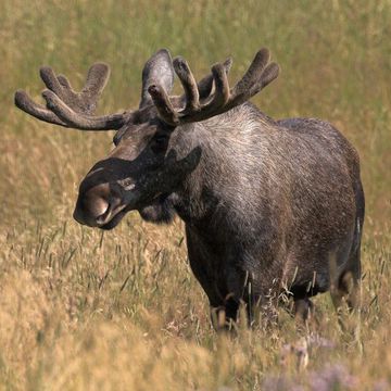 Elk (Eurasian)