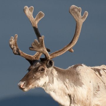 Reindeer