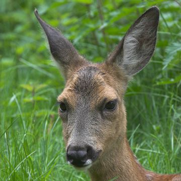 European Roe Deer