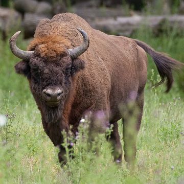 Bison bonasus