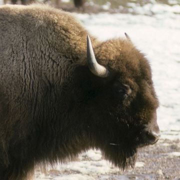 Bison (Amerikanischer)