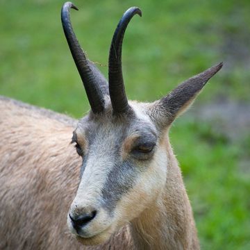 Chamois