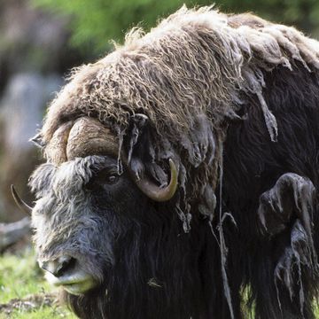 Musk Ox