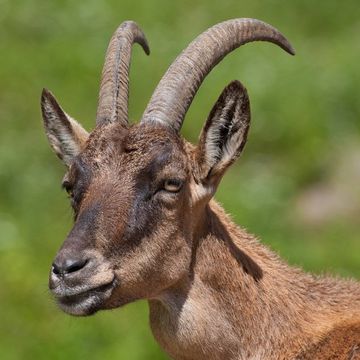 Alpen-Steinbock