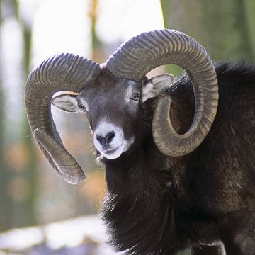 Mouflon