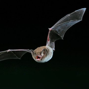 Myotis daubentoni