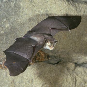 Lesser Horseshoe Bat