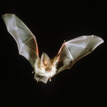 Brown Long-eared Bat