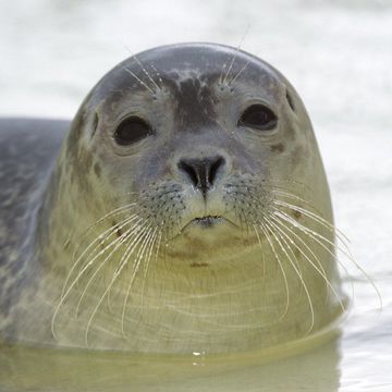 Harbour Seal