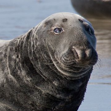 Halichoerus grypus