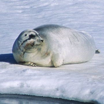 Ringed Seal