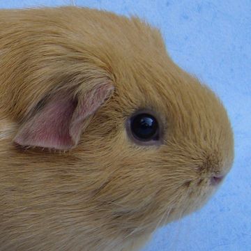 Cavia porcellus "Short haired"