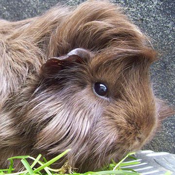 Cavia porcellus "Peruvian"