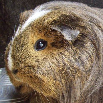 Cavia porcellus "Sheltie"