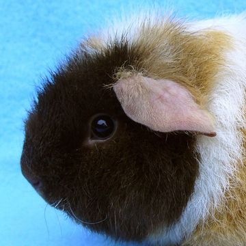 Cavia porcellus "Rex"