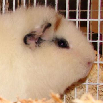 Cavia porcellus "Teddy"