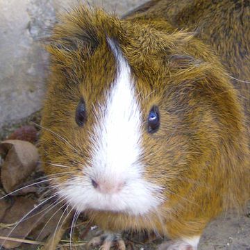 Cavia porcellus "Crested"