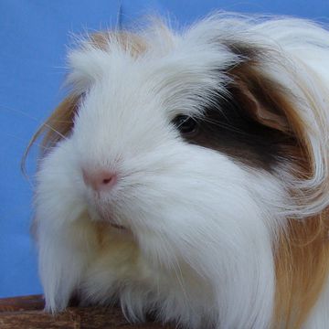 Cavia porcellus "Coronet"