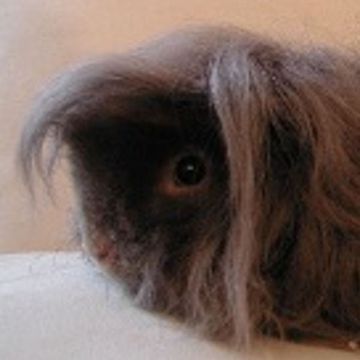 Cavia porcellus "Alpaca"