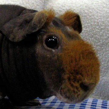 Cavia porcellus "Skinny Pig"