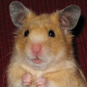 Mesocricetus auratus "Golden Hamster"