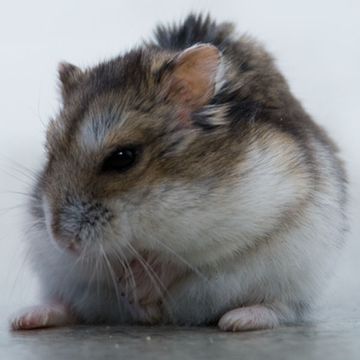 Djungarian Hamster