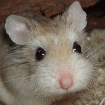 Roborovski Hamster