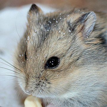 Campbell's dwarf hamster