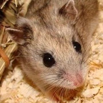 Chinesischer Hamster