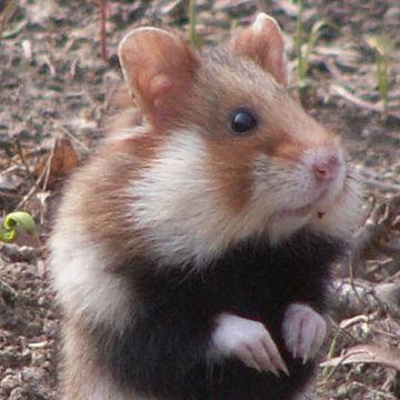 European Hamster