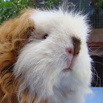 Cavia porcellus "Merino"