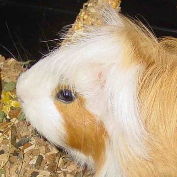 Cavia porcellus "Angora"