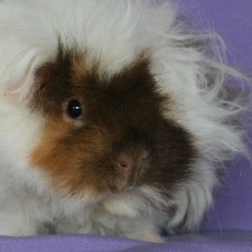 Cavia porcellus "Abbyruvian"